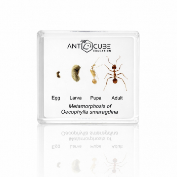 Präparat Oecophylla smaragdina - Metamorphose